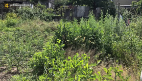 Plante de mac şi cannabis depistate de polițiști în ograda unui bărbat din Durlești